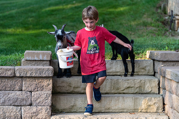 A Boy and His Goats
